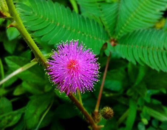 含羞草對(duì)人體有害嗎，微毒無(wú)害/美化家居、凈化空氣