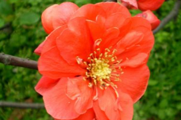 長壽冠海棠移栽注意事項(xiàng)