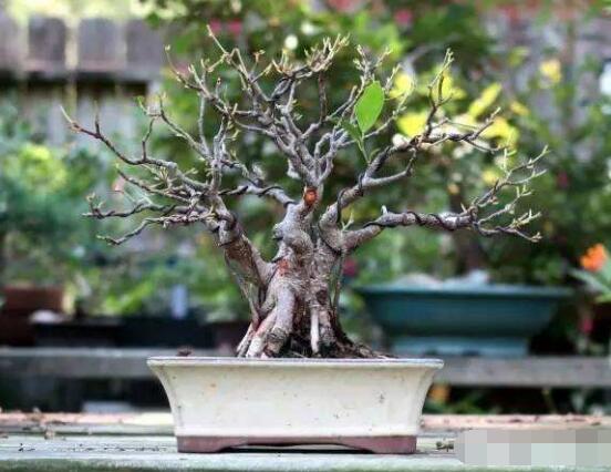 榕樹繁殖方法大全，教你四大繁殖方法(扦插/壓條/播種/嫁接)