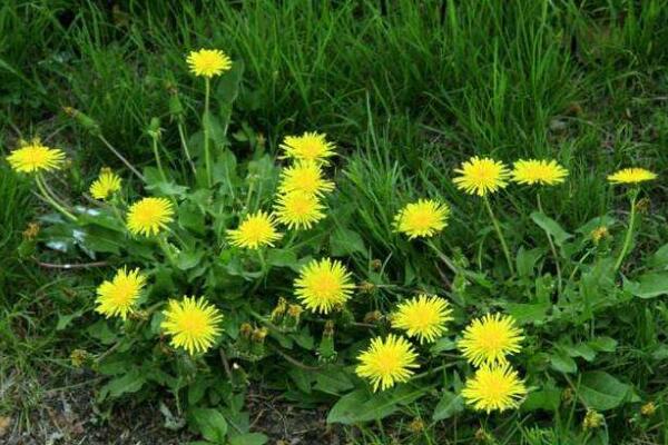 蒲公英種子怎樣種植，可通過5步進(jìn)行種植