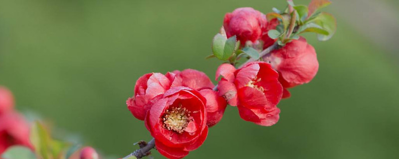 長(zhǎng)壽冠海棠怎么修剪
