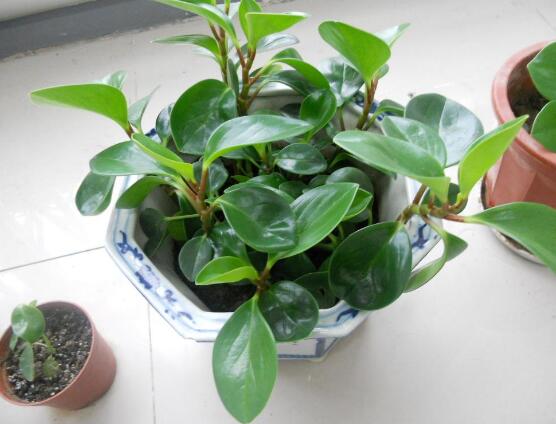 青葉碧玉怎么養(yǎng)，掌握八大核心保證你家的碧玉爆盆綠油油