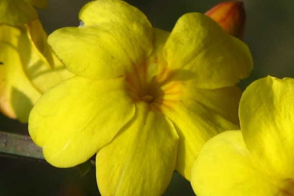 迎春花會(huì)結(jié)出什么果實(shí)