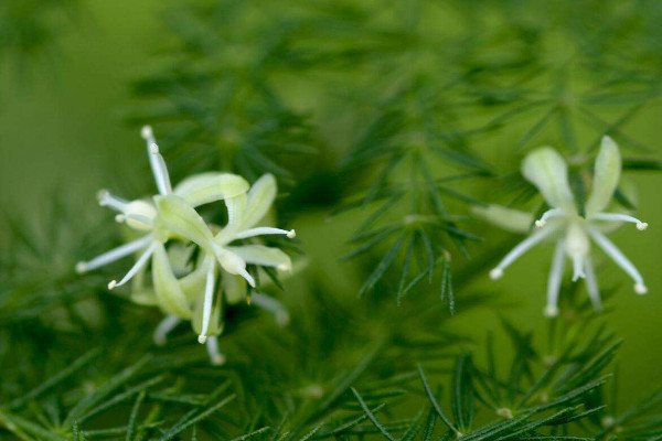 文竹開花是好兆頭嗎，象征好運(yùn)來臨生活幸福