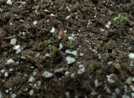 生石花怎么繁殖，最常用兩種繁殖方法(播種與分株)