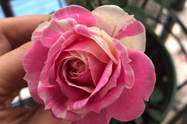 長壽花莖表皮結(jié)痂怎么處理