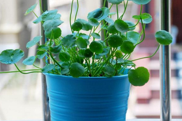 銅錢草冬天怎么養(yǎng)，及時(shí)搬入室內(nèi)進(jìn)行保暖