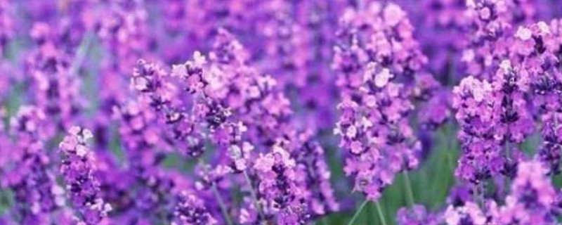 薰衣草每年都要種嗎