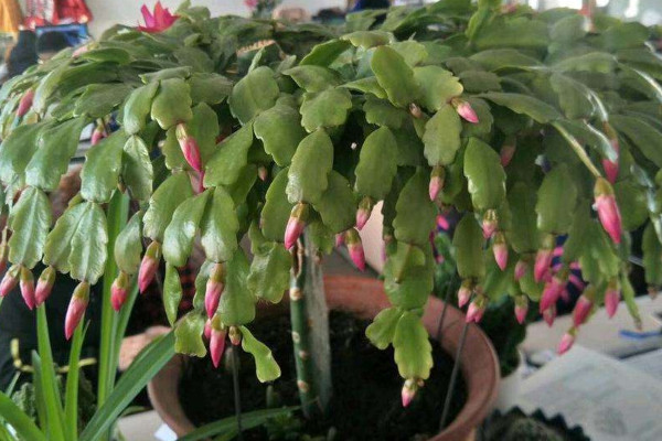 蟹爪蘭夏天怎么養(yǎng)護