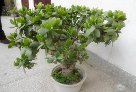 玉樹爛根了怎么辦該如何挽救，玉樹爛根后怎樣移栽