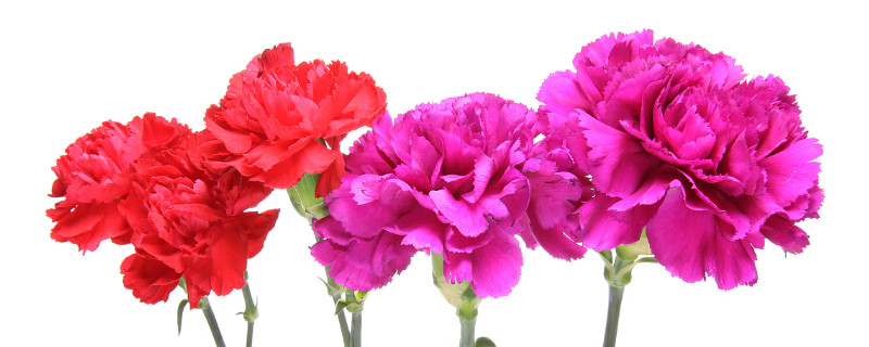 康乃馨葉子焉了是什么原因?qū)е碌? data-cVzJ=