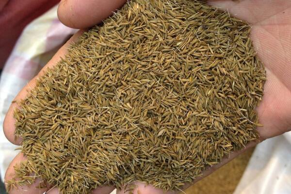 蒲公英的種植方法及注意事項(xiàng)，在每年6月采摘種子