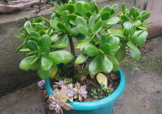 玉樹(shù)放在家里吉祥嗎，玉樹(shù)的功效與作用