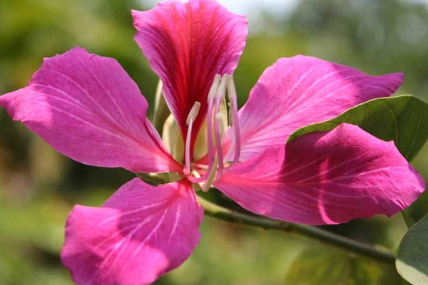 紫荊花冬天會(huì)開嗎