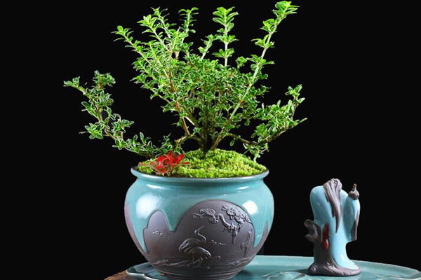 六月雪盆景修剪方法，切勿過度修剪