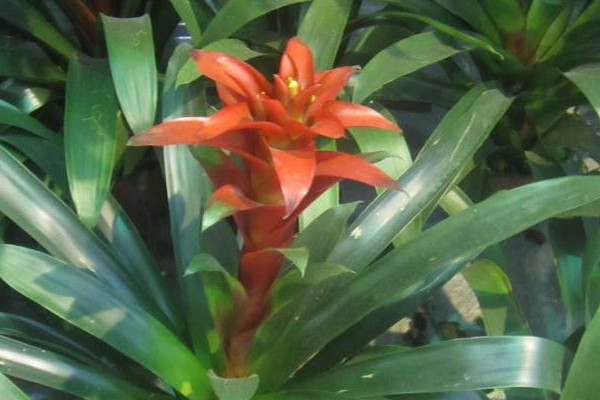 鴻運(yùn)當(dāng)頭和水塔花一樣嗎