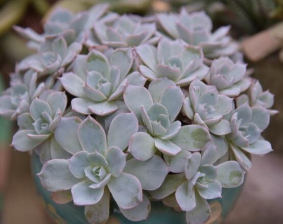 生石花長高了怎么辦，老農(nóng)教你最直觀常見三種解決辦法