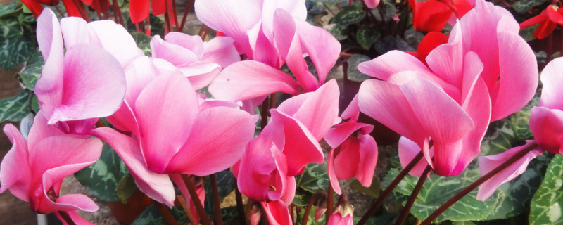 仙客來(lái)扦插方法