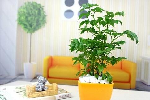 幸福樹的葉子全蔫了，從4個(gè)方面解決出現(xiàn)的問題