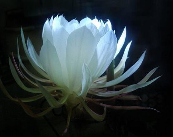 曇花的養(yǎng)殖方法和注意事項，老農(nóng)總結(jié)七大最實用養(yǎng)殖方法