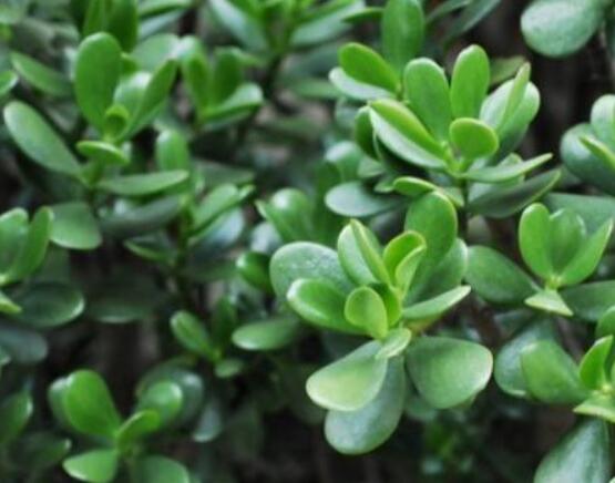 盆栽燕子掌的養(yǎng)殖方法，教你八大基本方法可生長的青翠碧綠