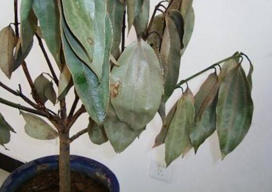 平安樹爛根怎么辦，平安樹爛根處理方法