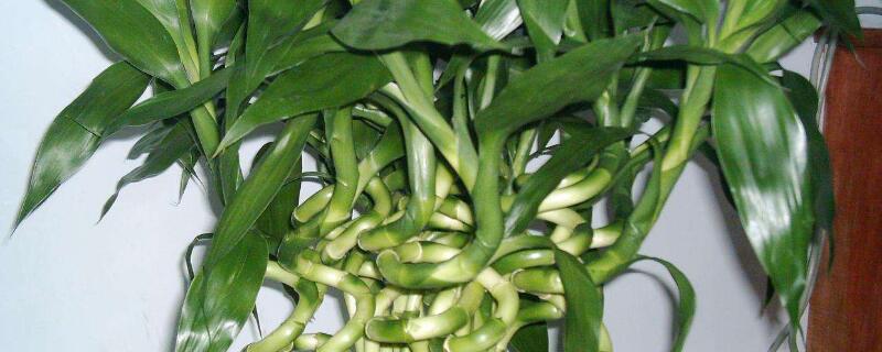 水培轉運竹發(fā)黃怎么辦