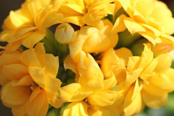 長(zhǎng)壽花葉子小是什么原因