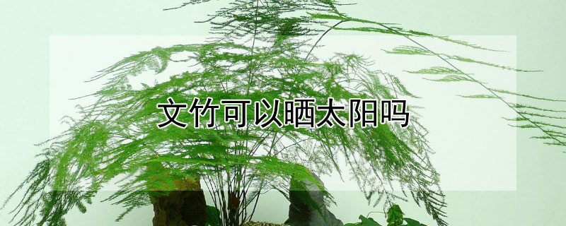 文竹可以曬太陽(yáng)嗎