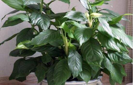 萬年青種類有哪些，八種萬年青種類概述