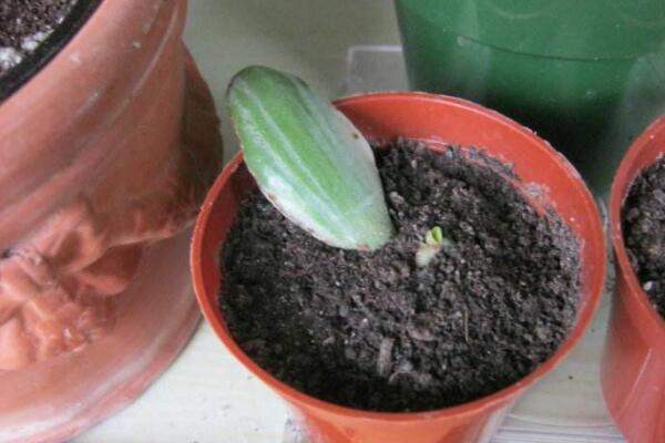 玉樹扦插生根最快方法(枝條扦插：生根快、成活率高)