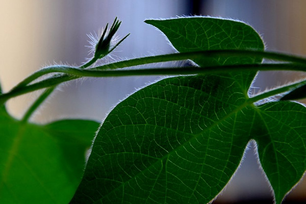 牽?；ㄈ~子發(fā)黃什么原因