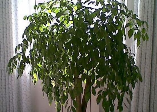 幸福樹(shù)怎么繁殖，教你三種繁殖方法(播種/壓條/扦插)