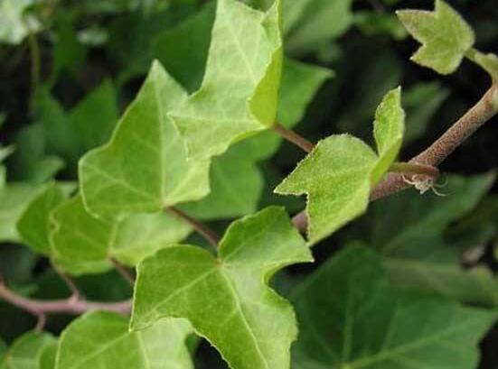 常春藤掉葉子怎么辦，四種原因以及解決辦法