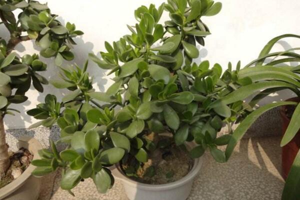 燕子掌冬天怎么養(yǎng)殖，做好以下4點(diǎn)可保植株順利越冬