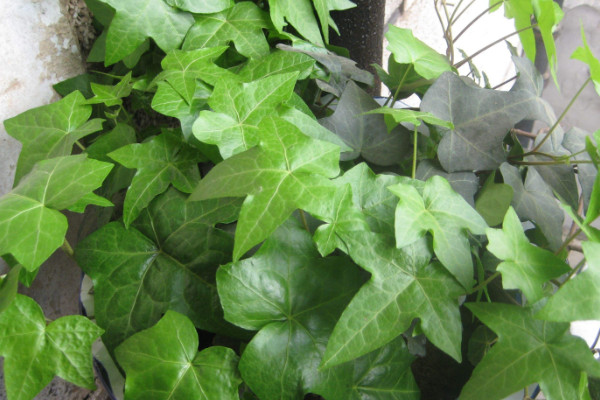 常春藤葉子干枯怎么辦，控水遮陰/除蟲換盆