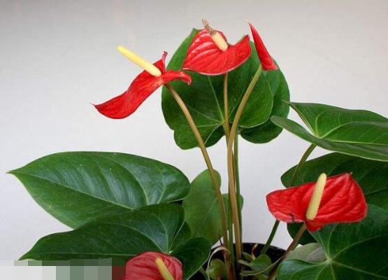 紅掌怎么養(yǎng)才能開花，只需要做好六點(diǎn)花開茂盛