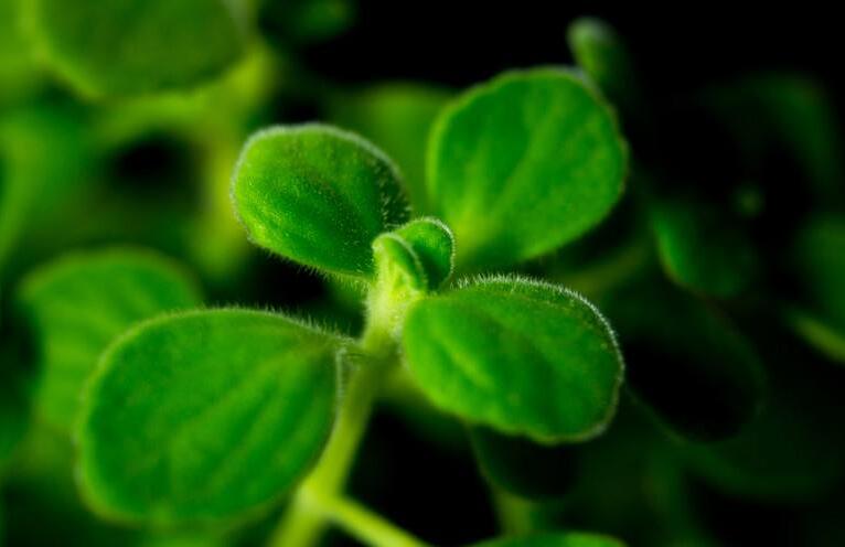 碰碰香能在臥室放嗎，不光可以放/還能制作飲品