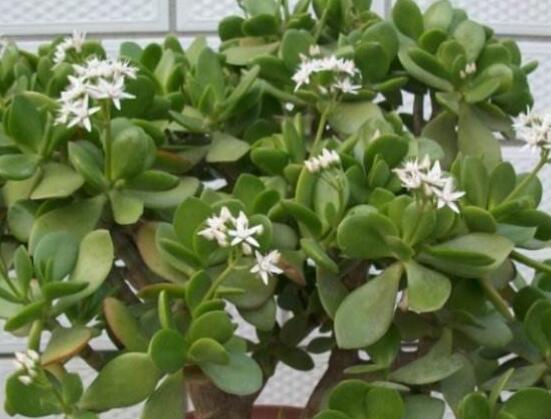 玉樹常見(jiàn)的病蟲害防治，教你四種辦法簡(jiǎn)單學(xué)會(huì)