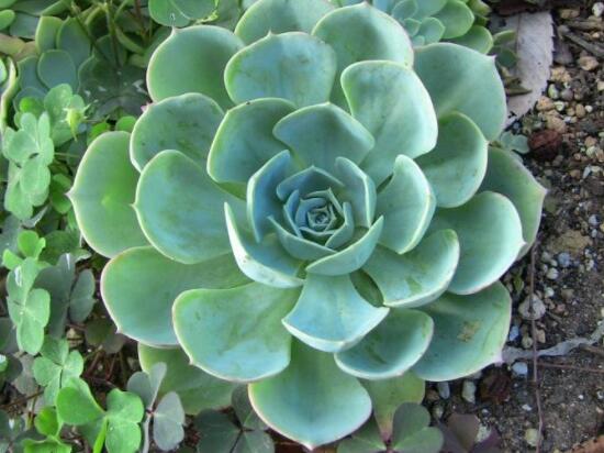 寶石花怎么繁殖，老農(nóng)總結(jié)四種繁殖方法(播種繁殖簡單易學(xué))