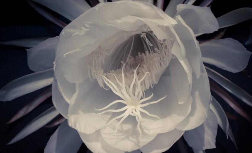 曇花象征著什么意思，稍縱即逝的永恒