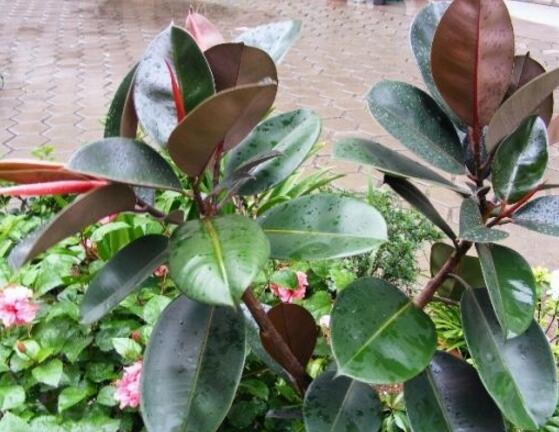 橡皮樹怎么修剪，橡皮樹修剪方法