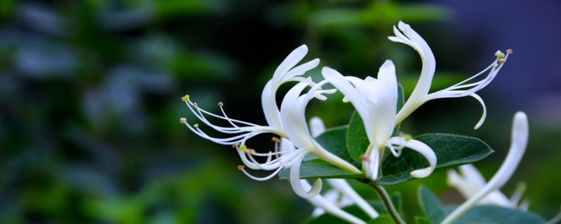 金銀花會結(jié)果嗎