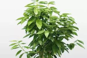 平安樹栽上多久能施肥，平安樹怎么施肥