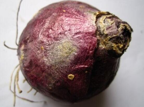 風(fēng)信子種球發(fā)霉怎么辦，涂抹滅菌靈、保持創(chuàng)面干燥