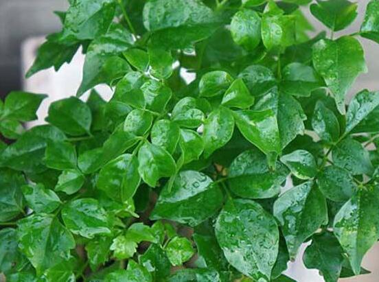 幸福樹不長葉子怎么辦，做好這四點(diǎn)可生長的茂盛碧綠