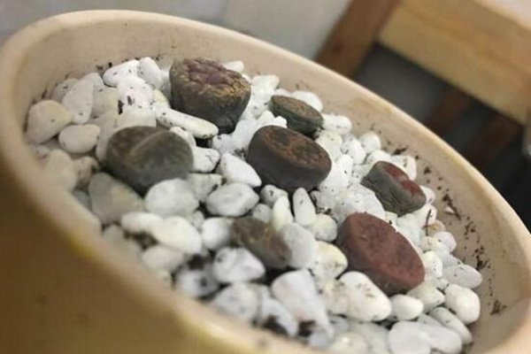 生石花干癟萎縮怎么辦，及時(shí)的找到原因并處理