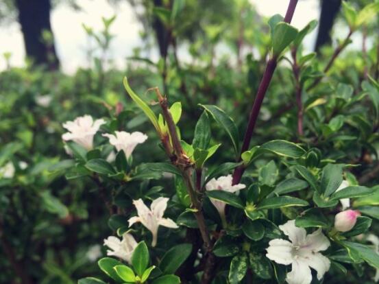 六月雪功效與作用，是一個(gè)不折不扣治療百病藥王