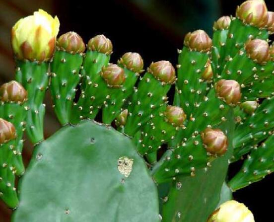 仙人掌怎么移植，用土覆蓋全根系、壓實(shí)土壤固定