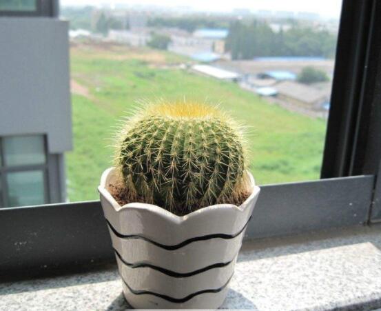 小仙人球的養(yǎng)殖方法和注意事項，老農(nóng)詳解七大最有效養(yǎng)殖方法